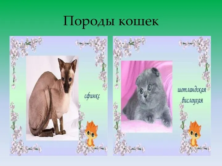 Породы кошек