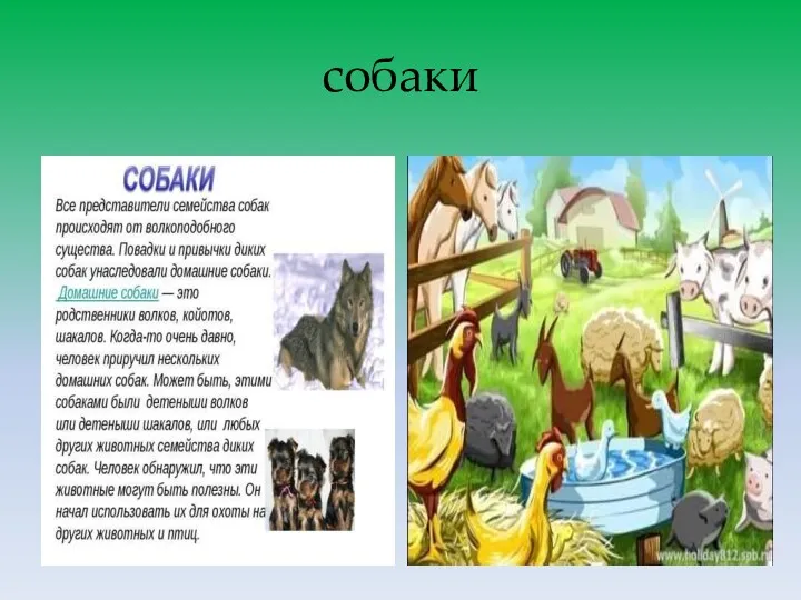 собаки