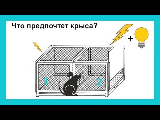 + Что предпочтет крыса? 1 2