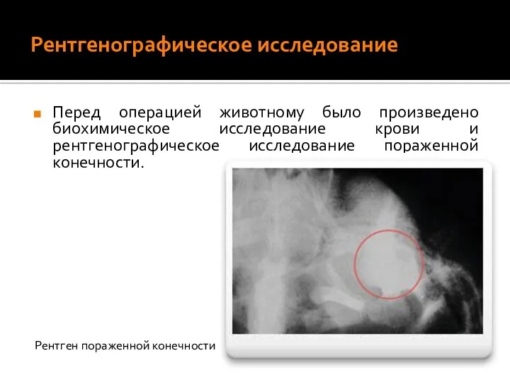 Рентгенографическое исследование Перед операцией животному было произведено биохимическое исследование крови