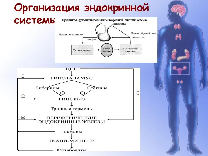 Организация эндокринной системы