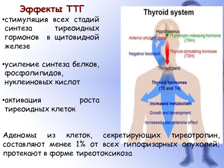 Эффекты ТТГ стимуляция всех стадий синтеза тиреоидных гормонов в щитовидной