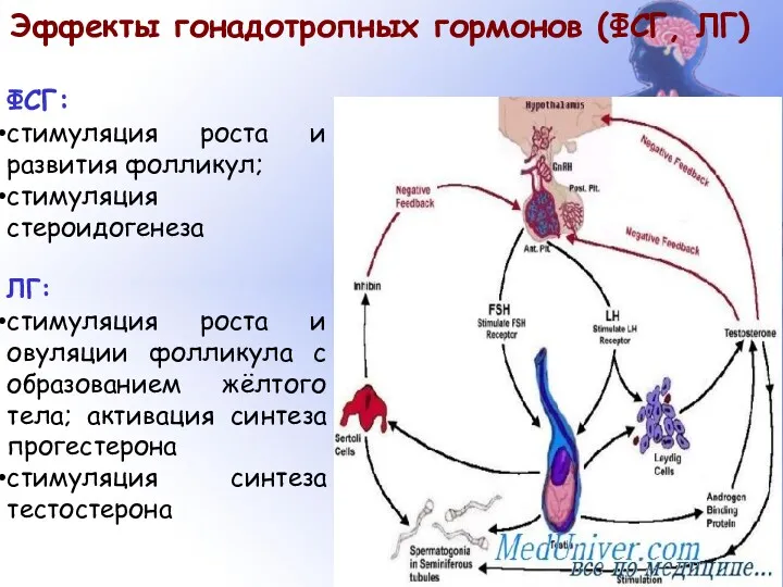 ФСГ: стимуляция роста и развития фолликул; стимуляция стероидогенеза ЛГ: стимуляция