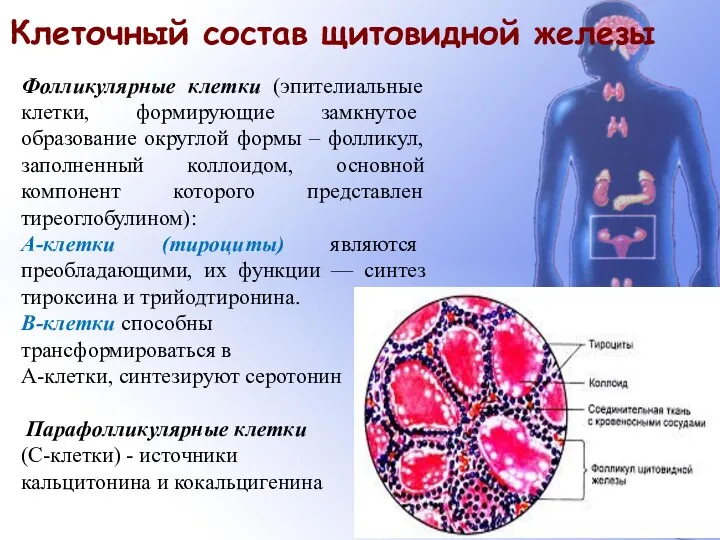 Клеточный состав щитовидной железы Фолликулярные клетки (эпителиальные клетки, формирующие замкнутое