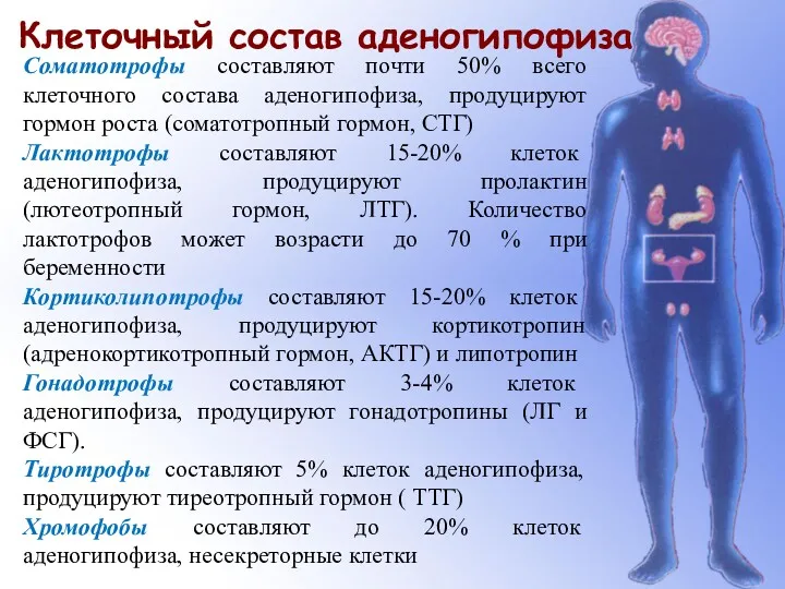 Клеточный состав аденогипофиза Соматотрофы составляют почти 50% всего клеточного состава