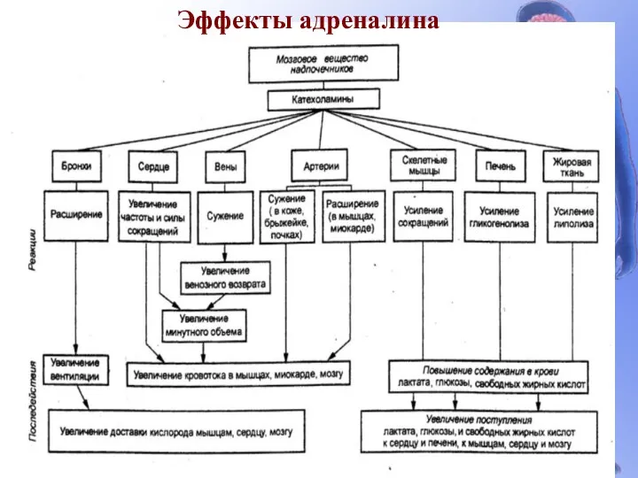 Эффекты адреналина