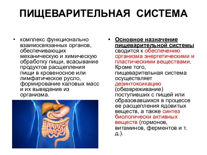 ПИЩЕВАРИТЕЛЬНАЯ СИСТЕМА комплекс функционально взаимосвязанных органов, обеспечивающих механическую и химическую