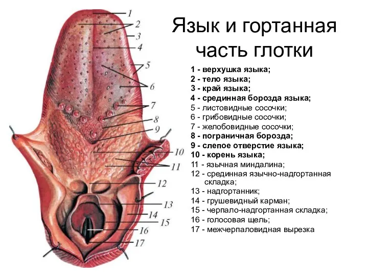 Язык и гортанная часть глотки 1 - верхушка языка; 2