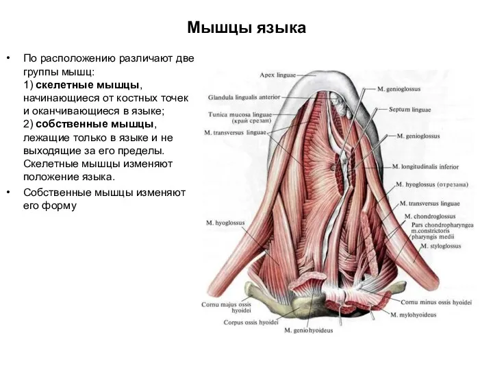 Мышцы языка По расположению различают две группы мышц: 1) скелетные