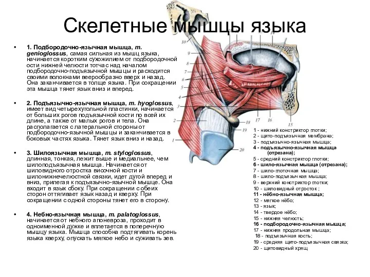 Скелетные мышцы языка 1. Подбородочно-язычная мышца, m. genioglossus, самая сильная
