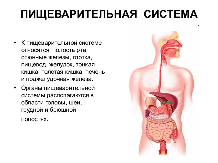 ПИЩЕВАРИТЕЛЬНАЯ СИСТЕМА К пищеварительной системе относятся: полость рта, слюнные железы,