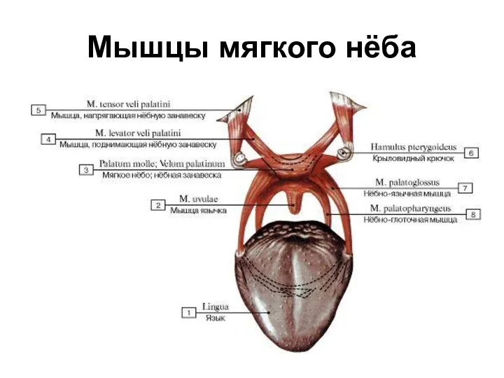 Мышцы мягкого нёба