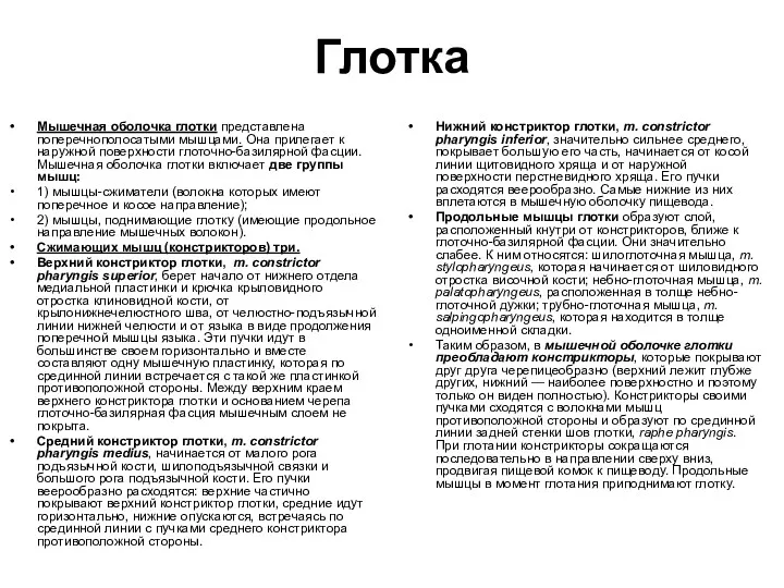 Глотка Мышечная оболочка глотки представлена поперечнополосатыми мышцами. Она прилегает к