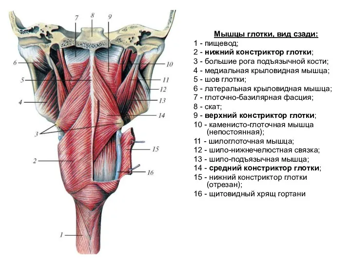 Мышцы глотки, вид сзади: 1 - пищевод; 2 - нижний