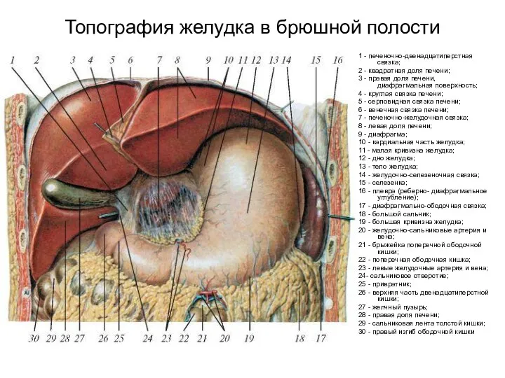 Топография желудка в брюшной полости 1 - печеночно-двенадцатиперстная связка; 2