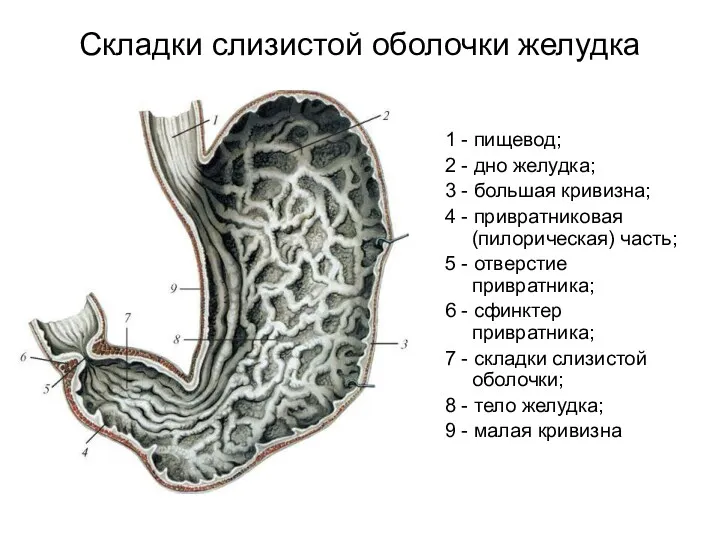 Складки слизистой оболочки желудка 1 - пищевод; 2 - дно