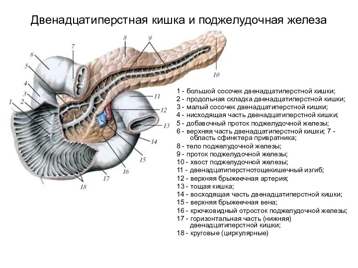 Двенадцатиперстная кишка и поджелудочная железа 1 - большой сосочек двенадцатиперстной