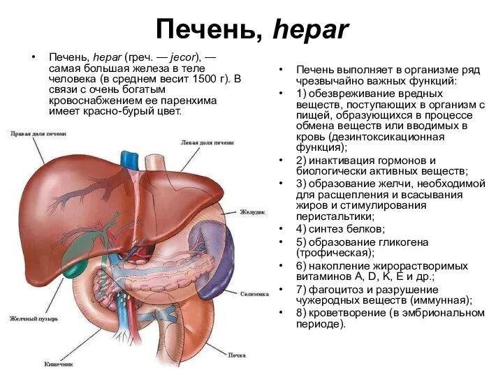 Печень, hepar Печень, hepar (греч. — jecоr), — самая большая