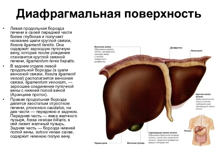 Диафрагмальная поверхность Левая продольная борозда печени в своей передней части