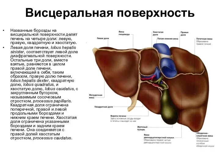 Висцеральная поверхность Названные борозды на висцеральной поверхности делят печень на