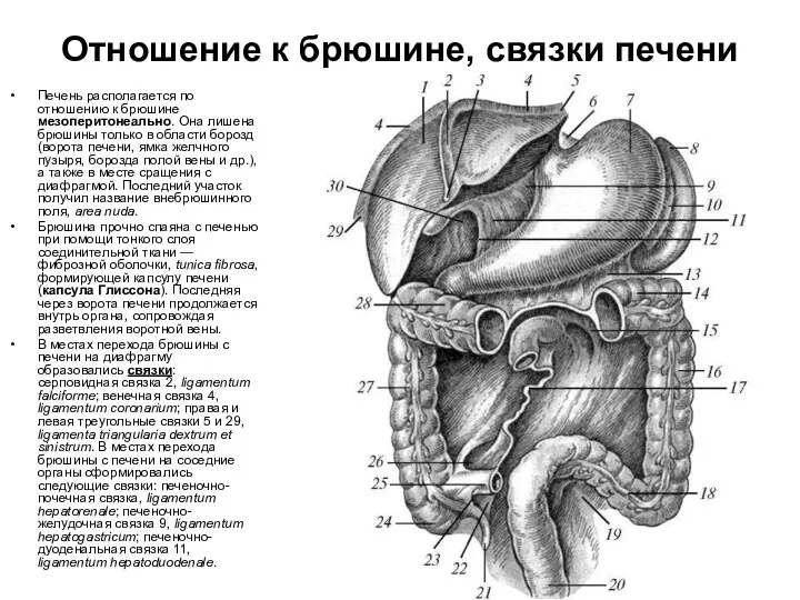 Отношение к брюшине, связки печени Печень располагается по отношению к