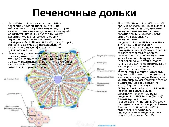 Печеночные дольки Паренхима печени разделяется тонкими прослойками соединительной ткани на