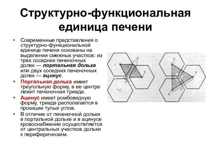 Структурно-функциональная единица печени Современные представления о структурно-функциональной единице печени основаны