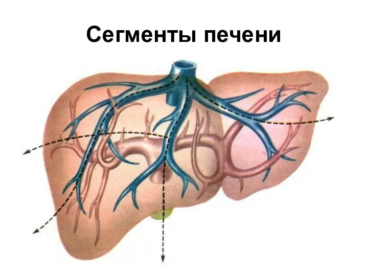 Сегменты печени