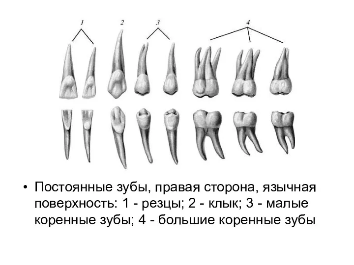 Постоянные зубы, правая сторона, язычная поверхность: 1 - резцы; 2