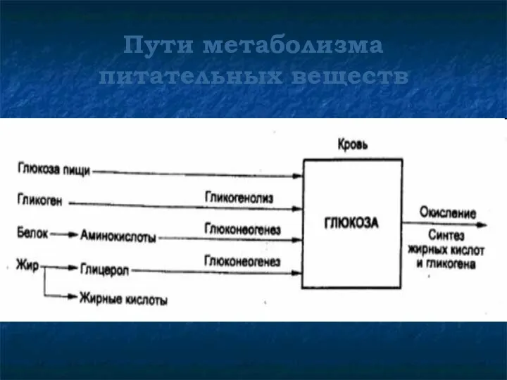 Пути метаболизма питательных веществ