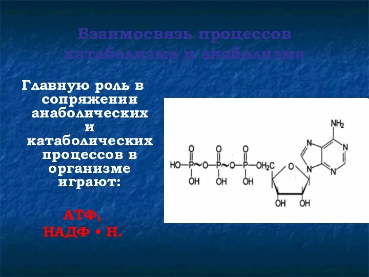 Взаимосвязь процессов катаболизма и анаболизма Главную роль в сопряжении анаболических
