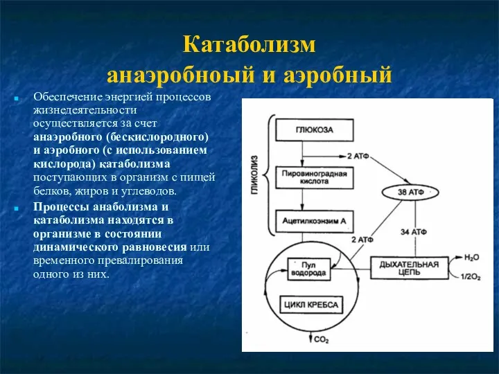 Катаболизм анаэробноый и аэробный Обеспечение энергией процессов жизнедеятельности осуществляется за