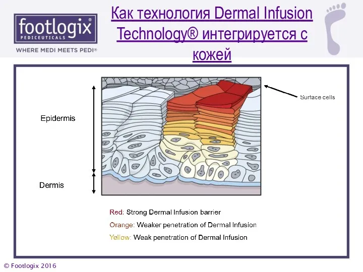 Как технология Dermal Infusion Technology® интегрируется с кожей