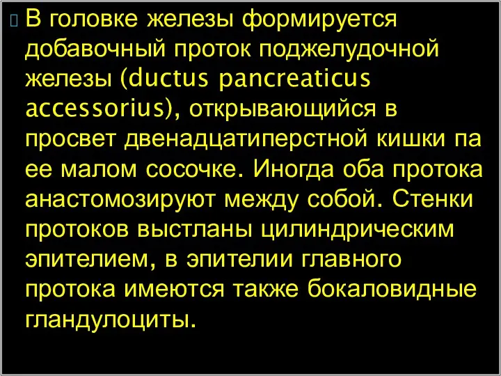 В головке железы формируется добавочный проток поджелудочной железы (ductus pancreaticus