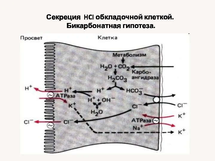 Секреция HCI обкладочной клеткой. Бикарбонатная гипотеза.