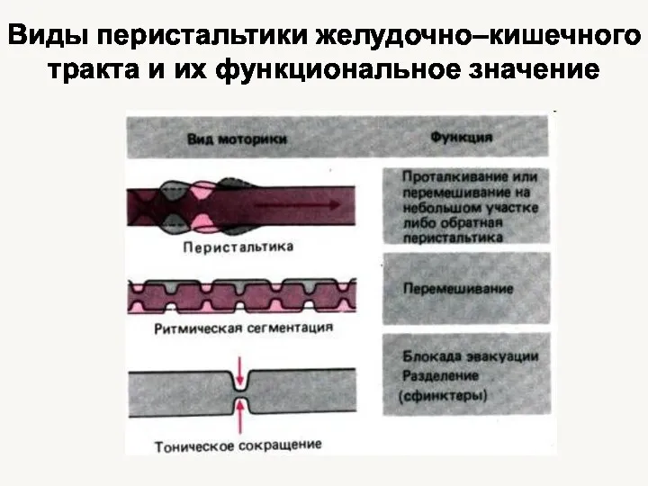 Виды перистальтики желудочно–кишечного тракта и их функциональное значение