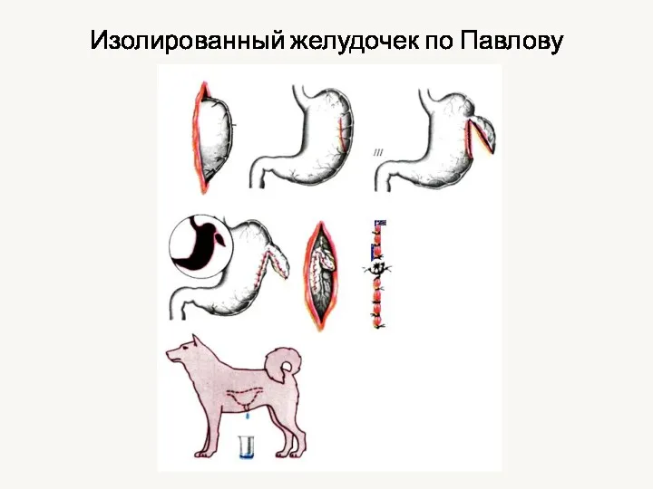 Изолированный желудочек по Павлову