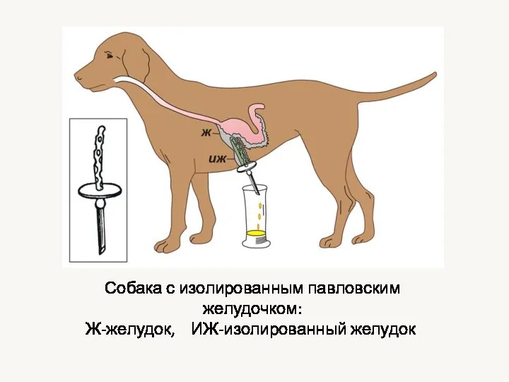 Собака с изолированным павловским желудочком: Ж-желудок, ИЖ-изолированный желудок.