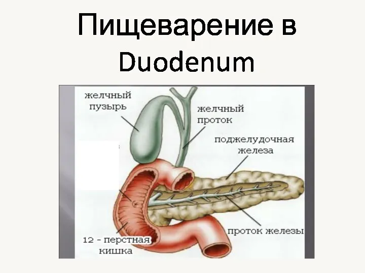 Пищеварение в Duodenum