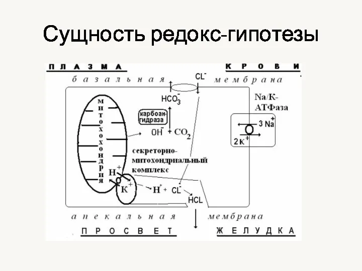 Сущность редокс-гипотезы