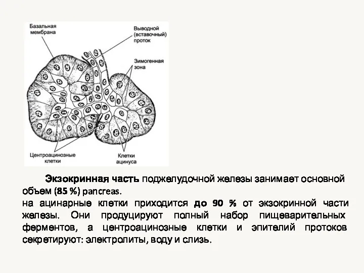 Экзокринная часть поджелудочной железы занимает основной объем (85 %) pancreas.