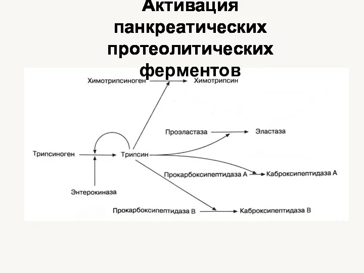 Активация панкреатических протеолитических ферментов