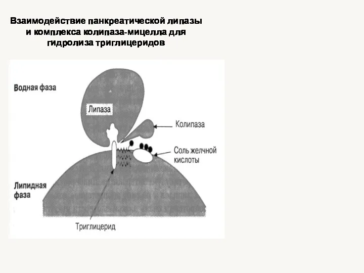 Взаимодействие панкреатической липазы и комплекса колипаза-мицелла для гидролиза триглицеридов