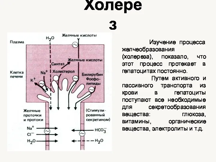 Изучение процесса желчеобразования (холереза), показало, что этот процесс протекает в