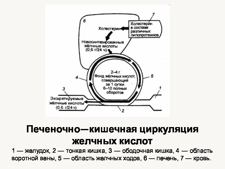 Печеночно—кишечная циркуляция желчных кислот 1 — желудок, 2 — тонкая