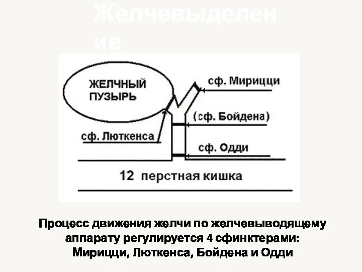 Процесс движения желчи по желчевыводящему аппарату регулируется 4 сфинктерами: Мирицци, Люткенса, Бойдена и Одди Желчевыделение