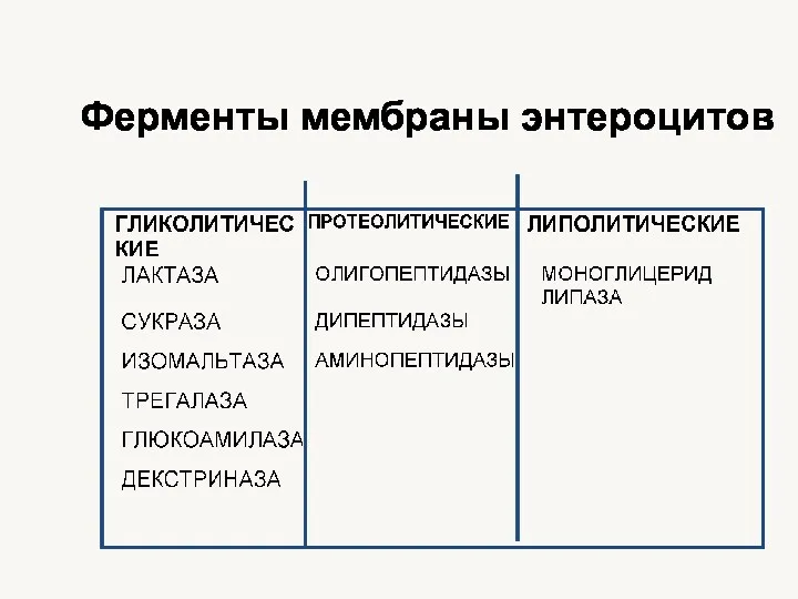 Ферменты мембраны энтероцитов