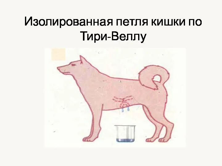 Изолированная петля кишки по Тири-Веллу