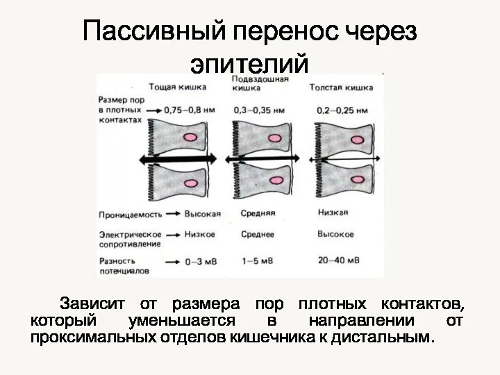 Пассивный перенос через эпителий Зависит от размера пор плотных контактов,