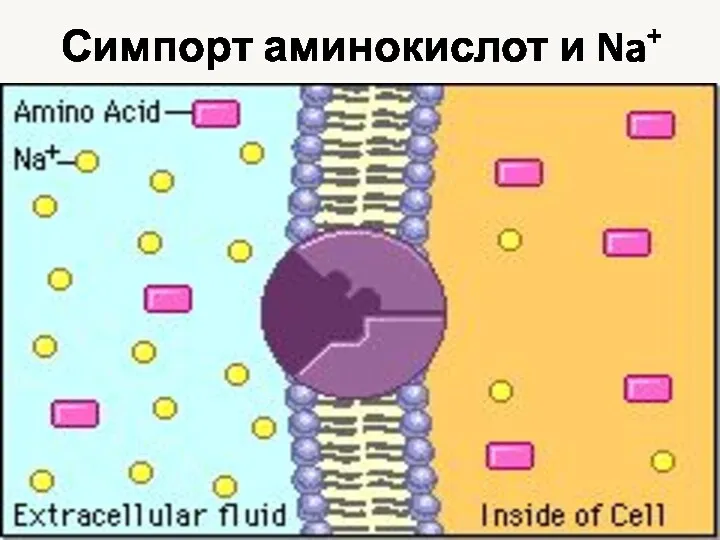 Симпорт аминокислот и Na+